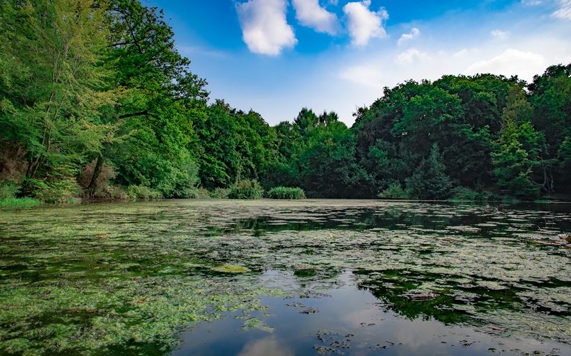 The picturesque ponds in Keston Common, BR2