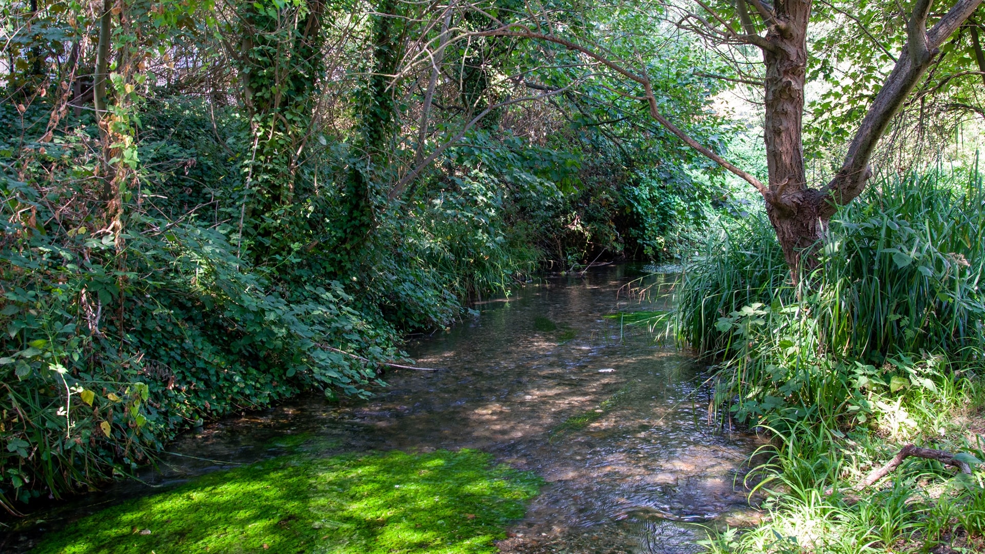 Estate Agents in St Mary Cray, BR5 Alex Neil