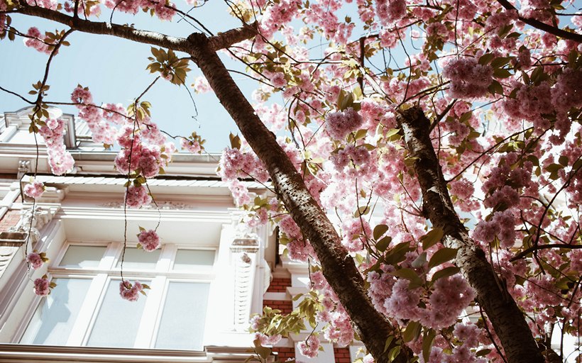 Spring time blossom enhances properties