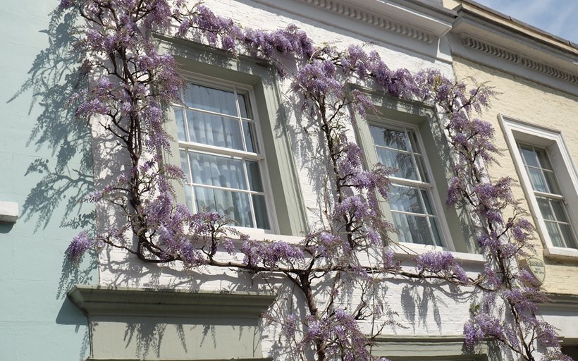 Wisteria blooming around a house window